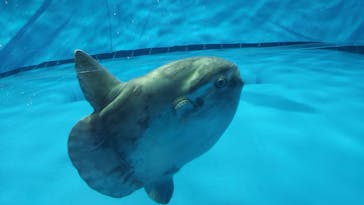 アクアワールド茨城県大洗水族館に投稿された画像（2024/8/22）