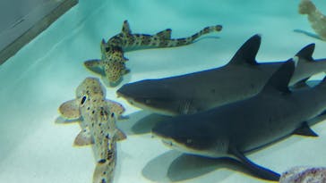 アクアワールド茨城県大洗水族館に投稿された画像（2024/8/22）