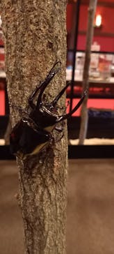 伊勢忍者キングダムに投稿された画像（2024/8/22）