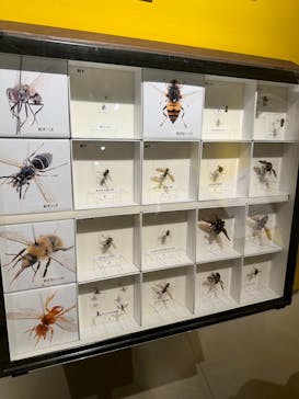 特別展「昆虫 MANIAC」（国立科学博物館）に投稿された画像（2024/8/22）