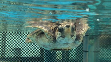 名古屋港水族館に投稿された画像（2024/8/22）
