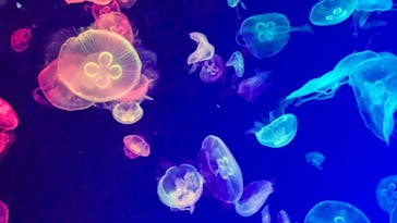 名古屋港水族館に投稿された画像（2024/8/22）