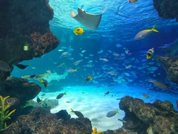 サンシャイン水族館に投稿された画像（2024/8/22）
