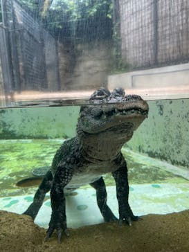 熱川バナナワニ園に投稿された画像（2024/8/22）