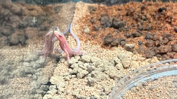 世界淡水魚園水族館　アクア・トトぎふに投稿された画像（2024/8/22）