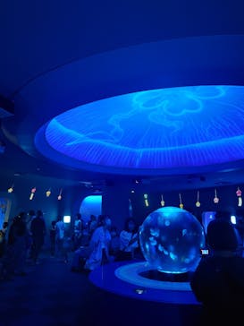 新江ノ島水族館に投稿された画像（2024/8/22）