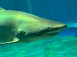 アクアワールド茨城県大洗水族館に投稿された画像（2024/8/22）