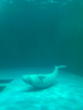 鴨川シーワールドに投稿された画像（2024/8/22）