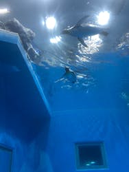 越前松島水族館に投稿された画像（2024/8/22）