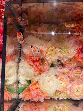 NARA KINGYO MUSEUMに投稿された画像（2024/8/22）