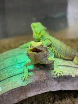 NARA KINGYO MUSEUMに投稿された画像（2024/8/22）