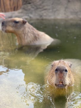 神戸どうぶつ王国に投稿された画像（2024/8/22）