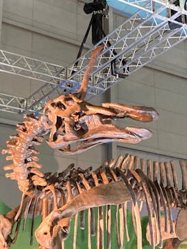 巨大恐竜展2024に投稿された画像（2024/8/22）