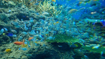 アクアワールド茨城県大洗水族館に投稿された画像（2024/8/22）