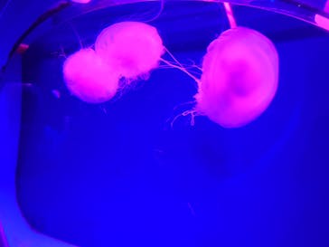 アクアワールド茨城県大洗水族館に投稿された画像（2024/8/22）