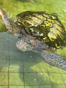 下田海中水族館に投稿された画像（2024/8/22）