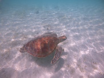 nico 宮古島に投稿された画像（2024/8/22）