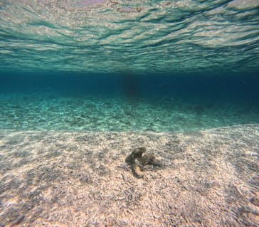 西表島 ADVENTURE PiPi（アドベンチャーピピ）に投稿された画像（2024/8/22）