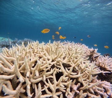 西表島 ADVENTURE PiPi（アドベンチャーピピ）に投稿された画像（2024/8/22）