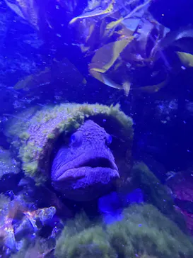 仙台うみの杜水族館に投稿された画像（2024/8/22）