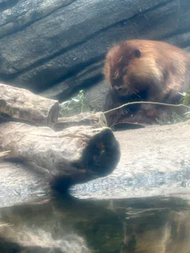 仙台うみの杜水族館に投稿された画像（2024/8/22）