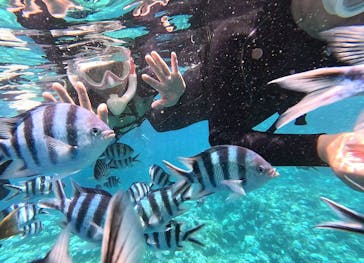 DIVING-SHOP SUNSに投稿された画像（2024/8/22）