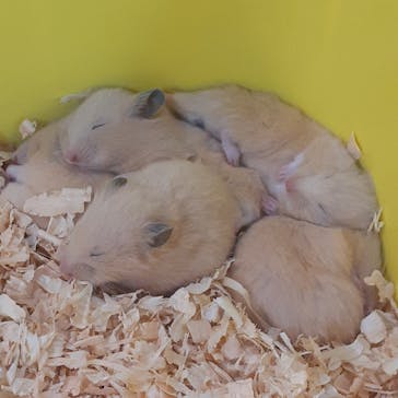 いきもの探検隊上尾に投稿された画像（2024/8/22）