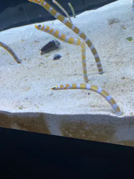 すみだ水族館に投稿された画像（2024/8/23）