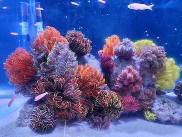 伊豆・三津シーパラダイスに投稿された画像（2024/8/23）