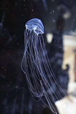 名古屋港水族館に投稿された画像（2024/8/20）