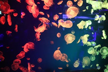 名古屋港水族館に投稿された画像（2024/8/20）