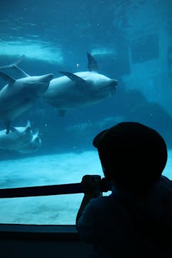 名古屋港水族館に投稿された画像（2024/8/20）