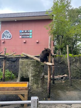 のぼりべつクマ牧場に投稿された画像（2024/8/23）