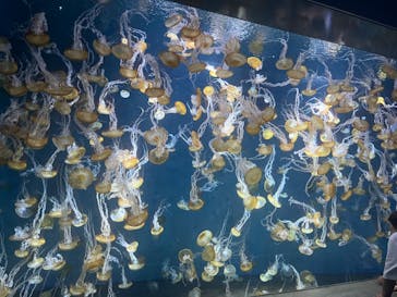 新江ノ島水族館に投稿された画像（2024/8/23）