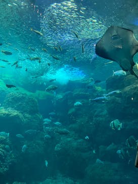 新江ノ島水族館に投稿された画像（2024/8/23）