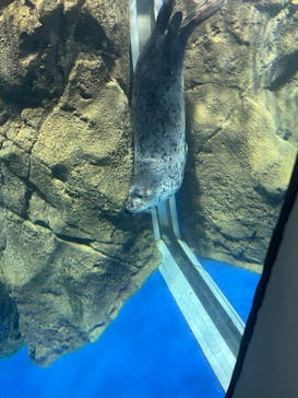 新江ノ島水族館に投稿された画像（2024/8/23）