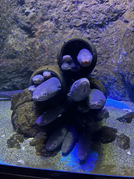 仙台うみの杜水族館に投稿された画像（2024/8/23）