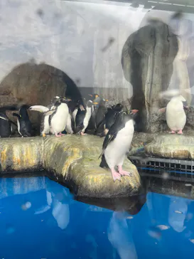 仙台うみの杜水族館に投稿された画像（2024/8/23）