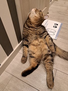 猫カフェモカ　アルシェ大宮店に投稿された画像（2024/8/23）