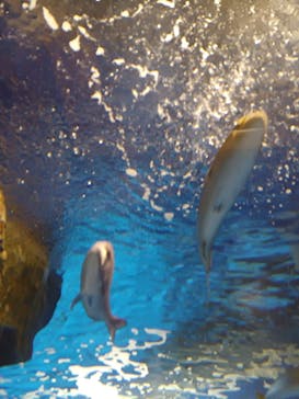 のとじま水族館に投稿された画像（2024/8/23）