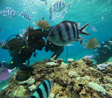 沖縄マリンサービス碧に投稿された画像（2024/8/23）