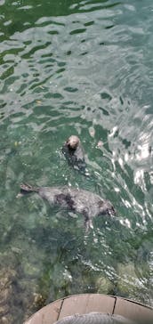 伊豆・三津シーパラダイスに投稿された画像（2024/8/23）