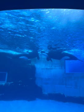 名古屋港水族館に投稿された画像（2024/8/23）