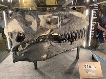 福井県立恐竜博物館に投稿された画像（2024/8/23）