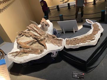 福井県立恐竜博物館に投稿された画像（2024/8/23）