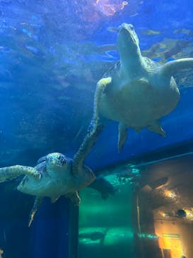 しながわ水族館に投稿された画像（2024/8/23）