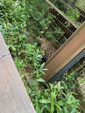よこはま動物園ズーラシアに投稿された画像（2024/8/23）