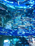 アクアワールド茨城県大洗水族館に投稿された画像（2024/8/23）