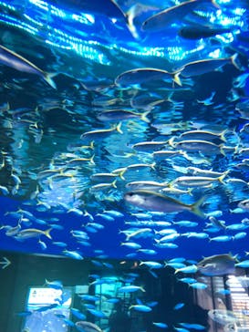 アクアワールド茨城県大洗水族館に投稿された画像（2024/8/23）