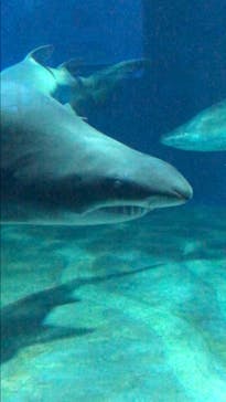 アクアワールド茨城県大洗水族館に投稿された画像（2024/8/23）